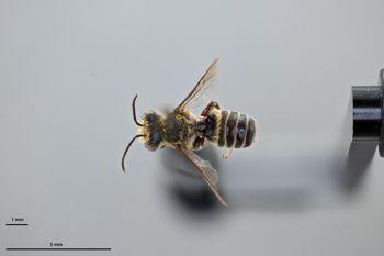 Media type: image;   Entomology 16200 Aspect: habitus dorsal view